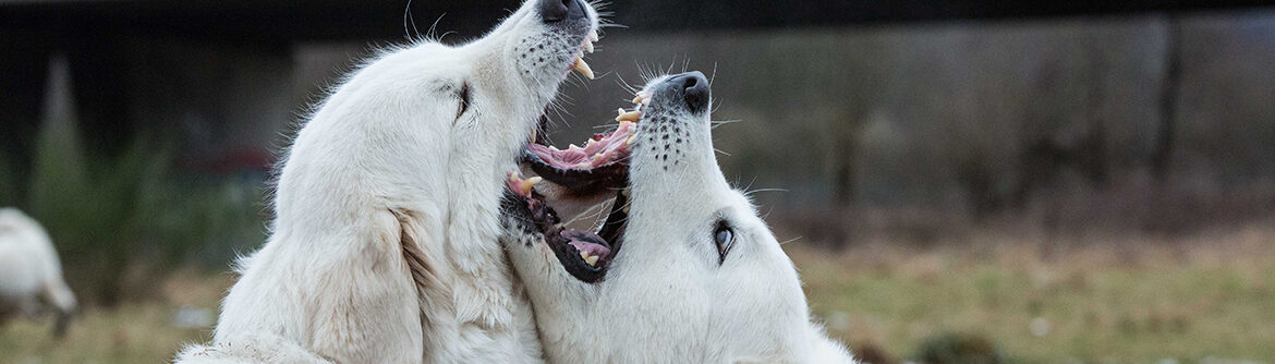 Hund und Verhalten